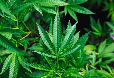 Meksiko korak bliže legalizaciji marihuane