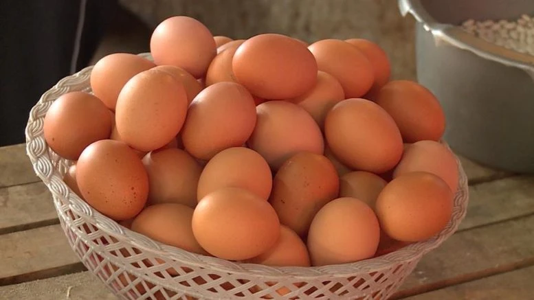 Nakon završenog fakulteta pokrenuli farmu bio jaja