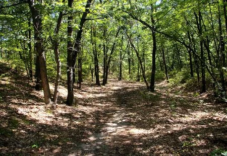 Napredujemo: Izazvali smo manje požara ove godine