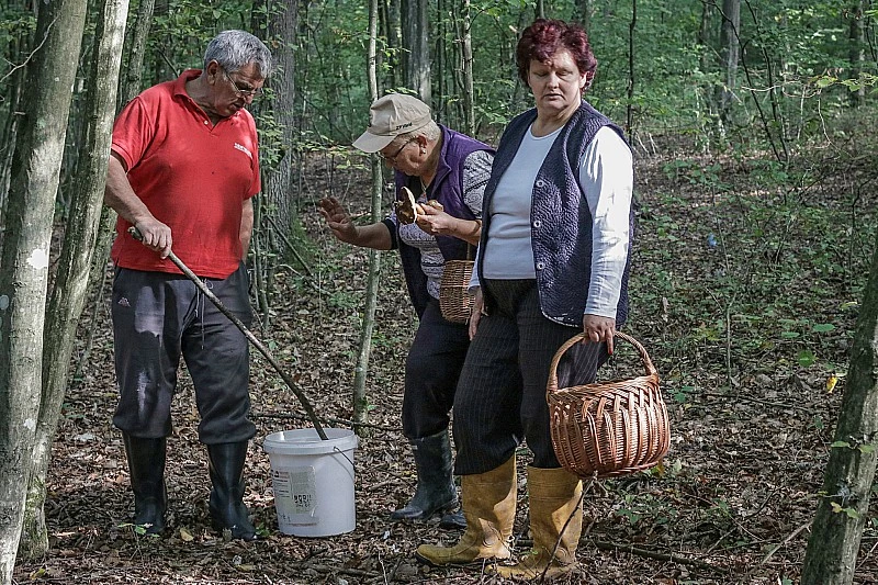 Sezona šumskih gljiva u BiH nikad bolja: Zadovoljni i berači i otkupljivači