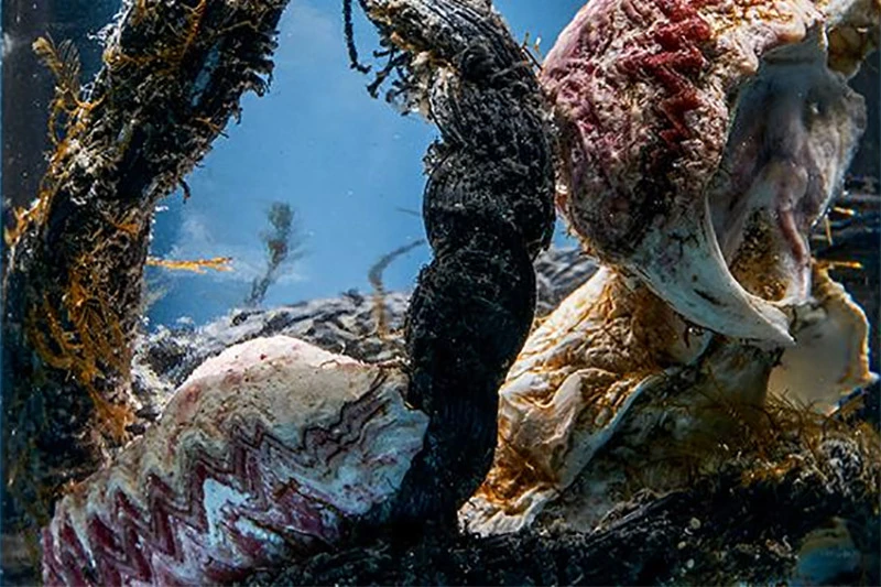 Tsunami donio nove životinjske vrste 