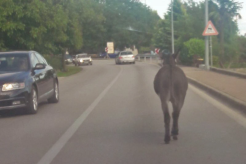 Magarac ugrizao automobil, vlasnici završili na sudu