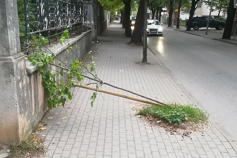 Dugo je i trajalo: Iskalio se netko na mladome stablu