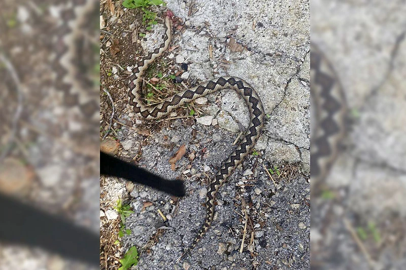 Kod Širokog Brijega ubijen crnostrig od 80 cm