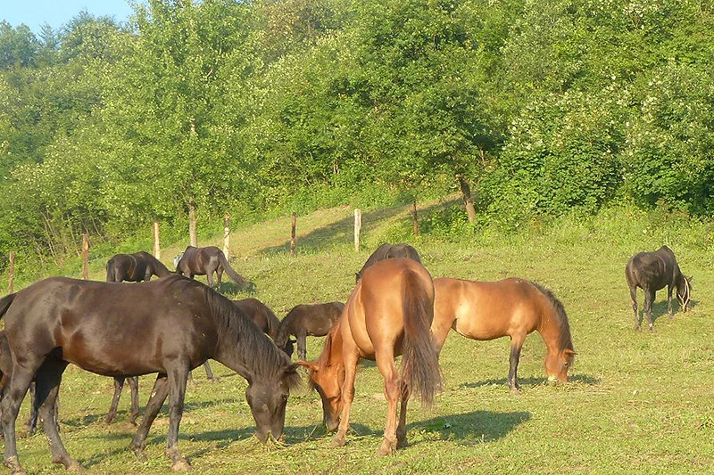 Na Jablaničkom jezeru osnovana ergela za uzgoj bosanskog brdskog konja