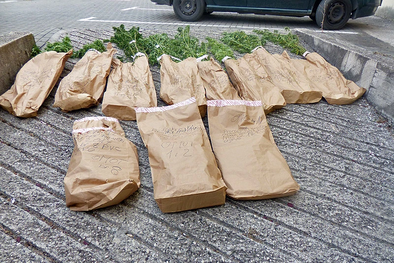Ljubuški: Uhvaćen dok je zalijevao dvometarske stabljike indijske konoplje