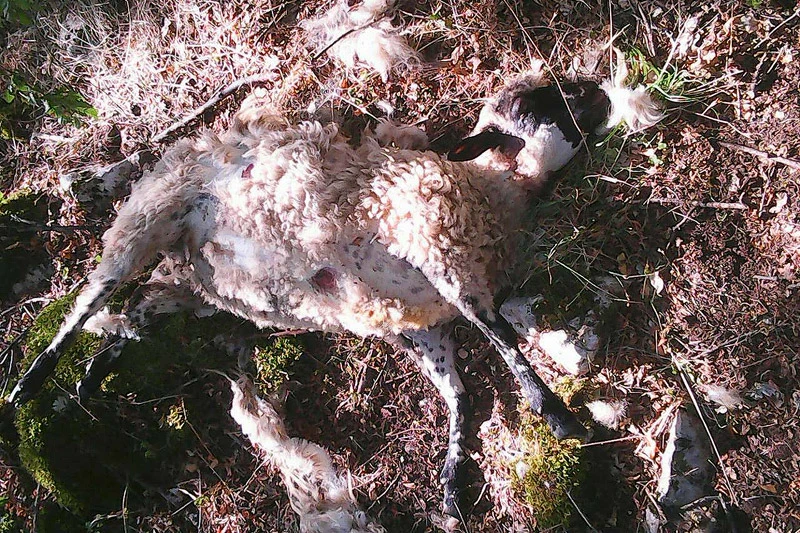 Goranci: Vuk zaklao 30 ovaca