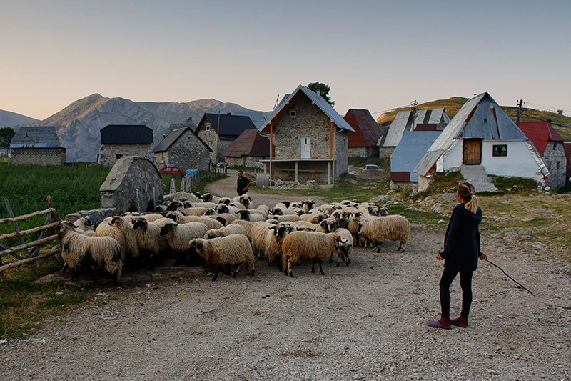 Kiša kao da i nije pala, zemljoradnici i stočari u problemima