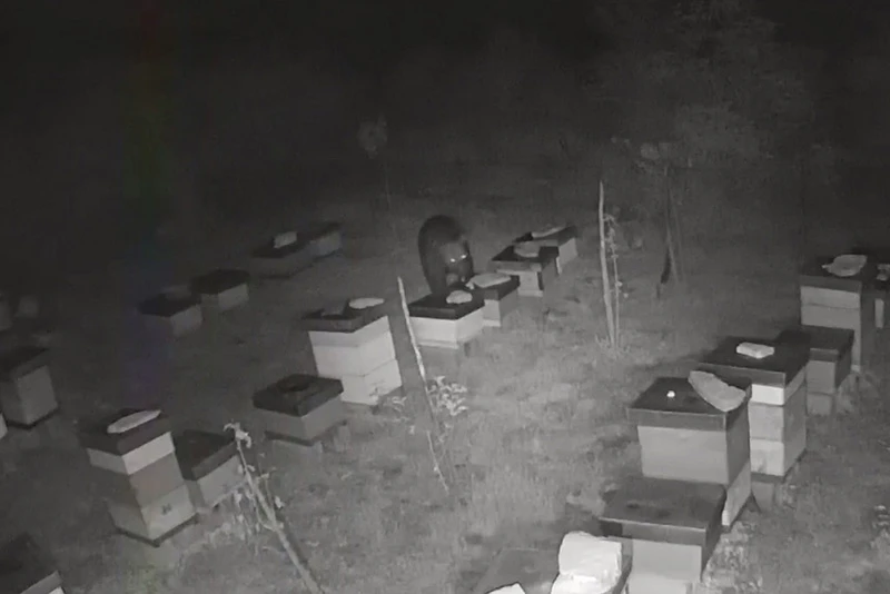 VIDEO | Hercegovački medvjed u potrazi za medom