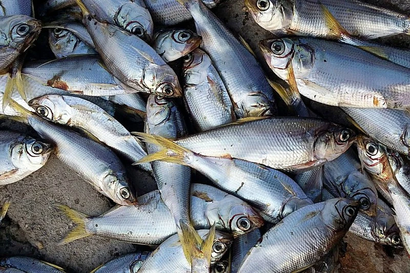 Povratnike nitko ne sluša: Toplotni val uništio riblji fond
