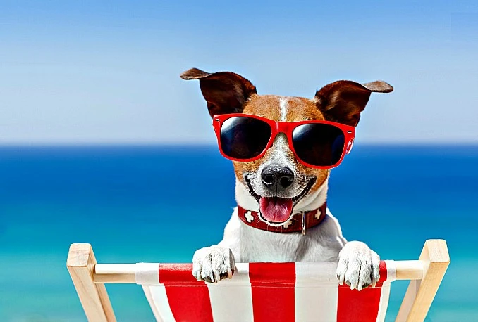 Kaos zbog naplate ulaznica za pse na plaži