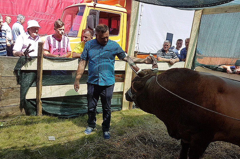 Medonja Seniba Bjelića ponovni vladar Čevljanske koride