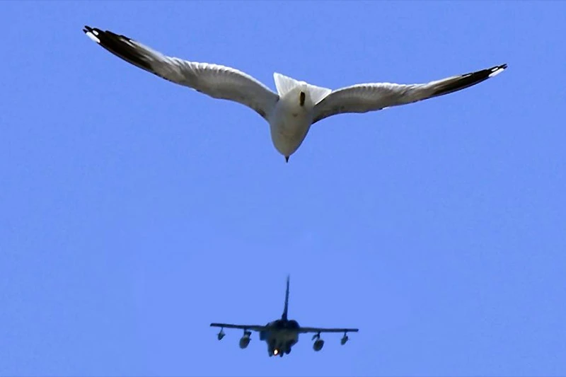 Ptica napravila kaos u avio prometu Crne Gore