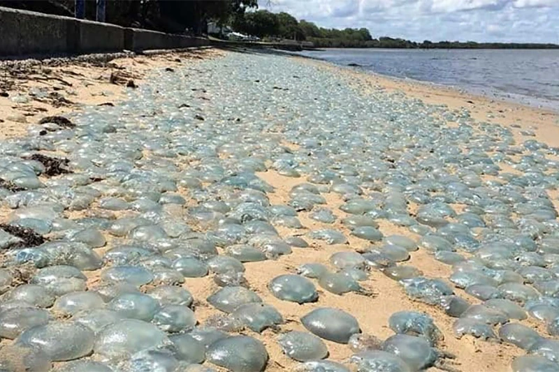 Meduze uništile turističku sezonu u sjevernom Egiptu