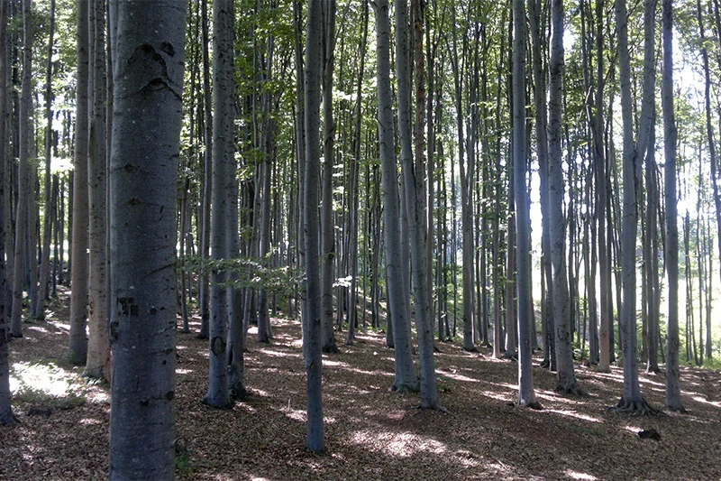 Slovenske bukove šume na popisu UNESCO-a