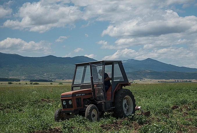 Bogatstvo Glamoča: Krumpir, pšenica i heljda vrhunske kvalitete i krave koje slušaju  glazbu