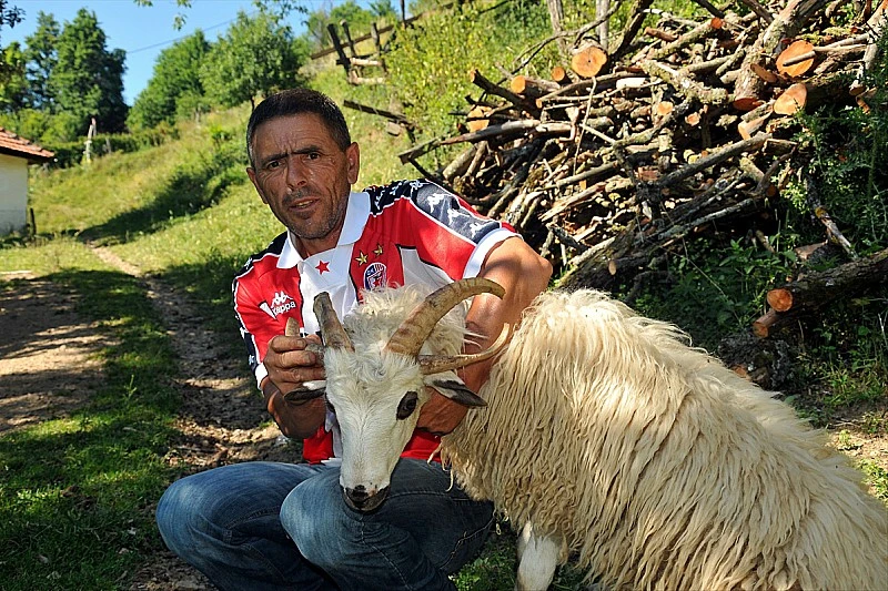 Prirodni fenomen ili mutacija: Kod Priboja ovnovi s četiri i više rogova