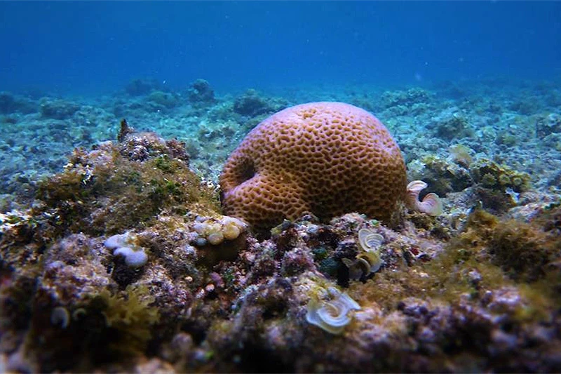 Oceanima će zavladati ribe opasne po biološku ravnotežu
