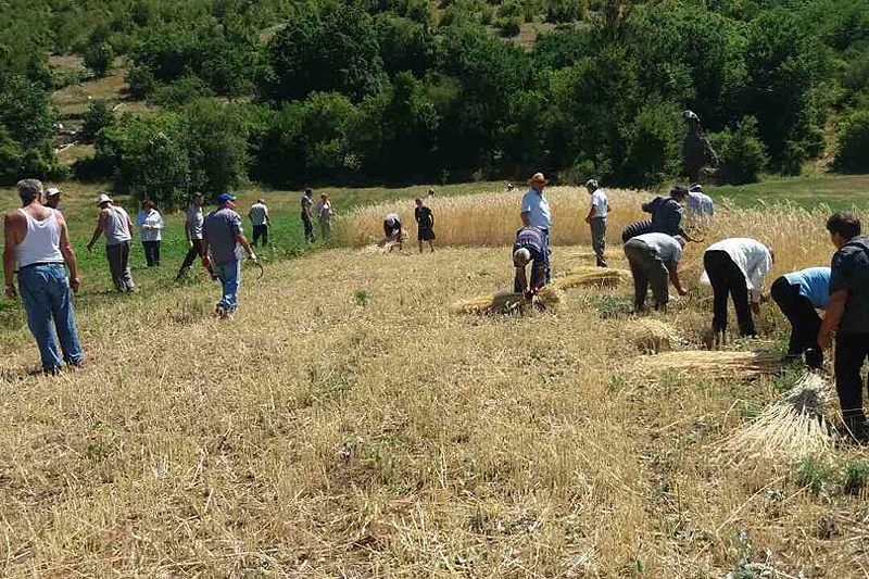 VIDEO | Na Gorancima počela žetva