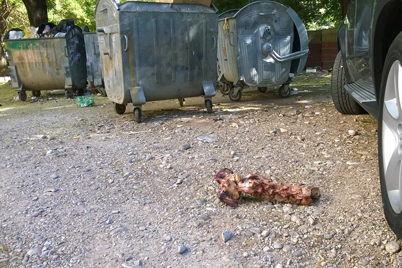 Tko hrani velike zvijeri u Mostaru?