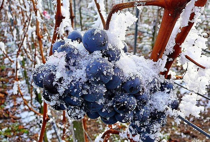 Šteta od nevremena na području Čapljine procijenjena na 10 milijuna KM