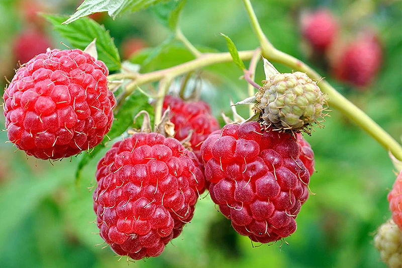 Malinari nezadovoljni: Cijena kilograma malina 1,50 KM