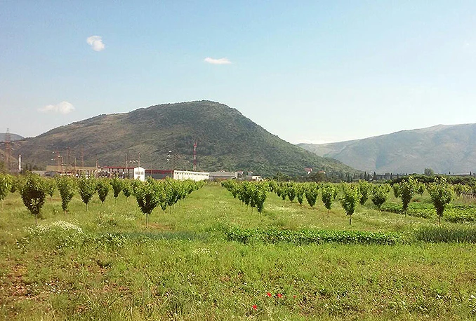 Zadruzi 'Maslina' zemljište farme Jasenica na još pet godina