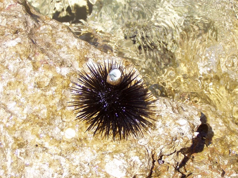 Što učiniti kada vas ubode morski jež ili opeče meduza?