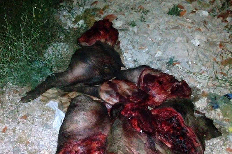Mostar: U blizini kuća pronađena raskomadana životinja