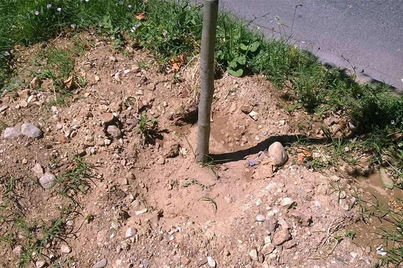 I građani Mostara trebaju pomoći drveću da preživi