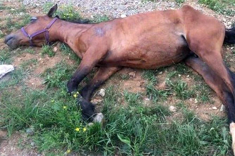 Provalili na imanje Amira Zukića i ubili mu konja