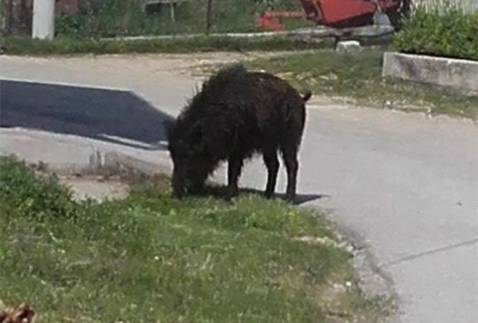 Tomislavgrad: Vepar šeta selom!