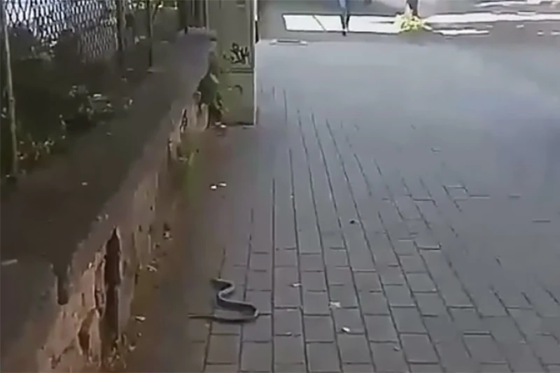 VIDEO | Zmija u šetnji Mostarom!