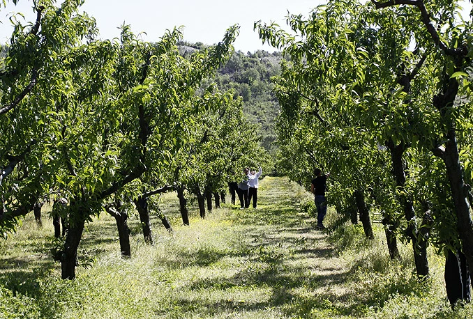 Upozorenje voćarima da pregledaju nasade i izvrše tretiranje insekticidima