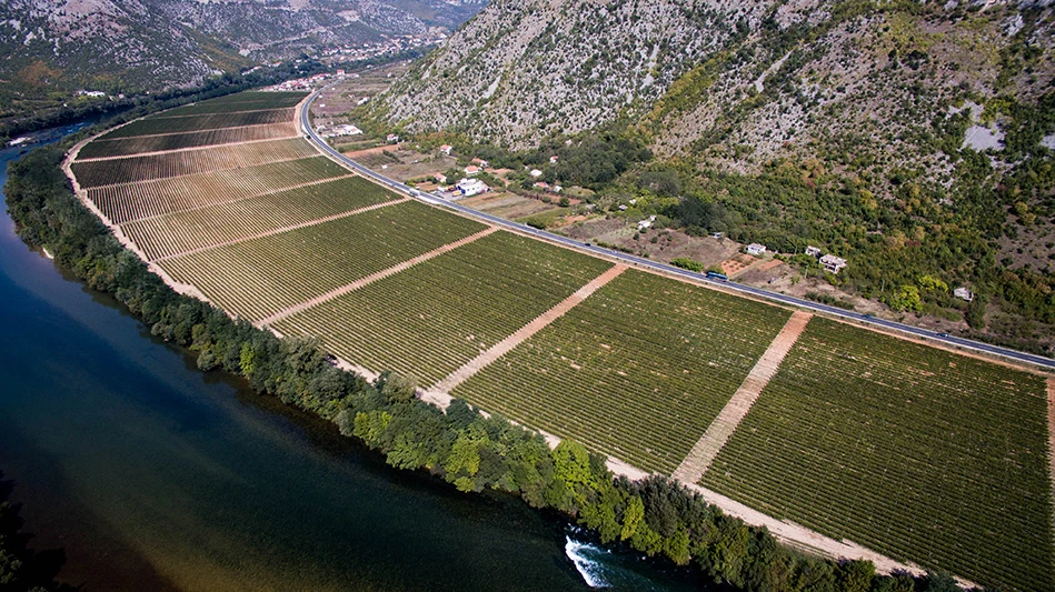 Izdane preporuke vinogradarima za zaštitu nasada