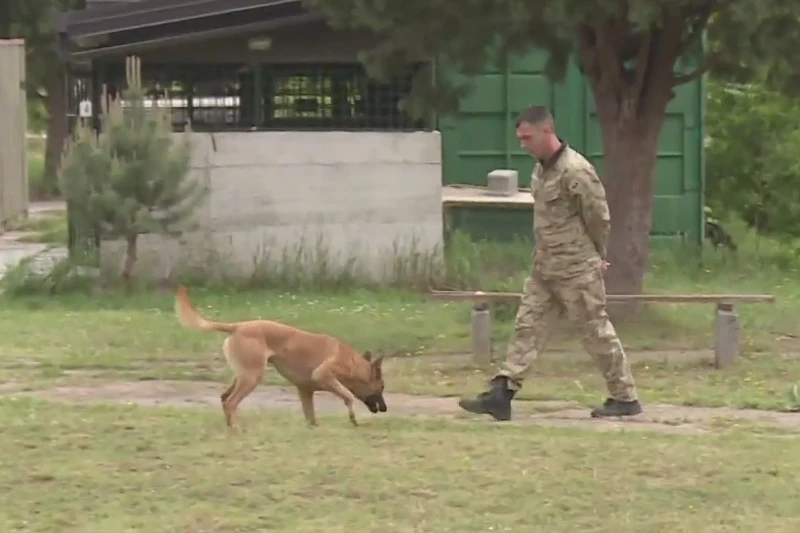 VIDEO | Upoznajte drugačije pse u Mostaru