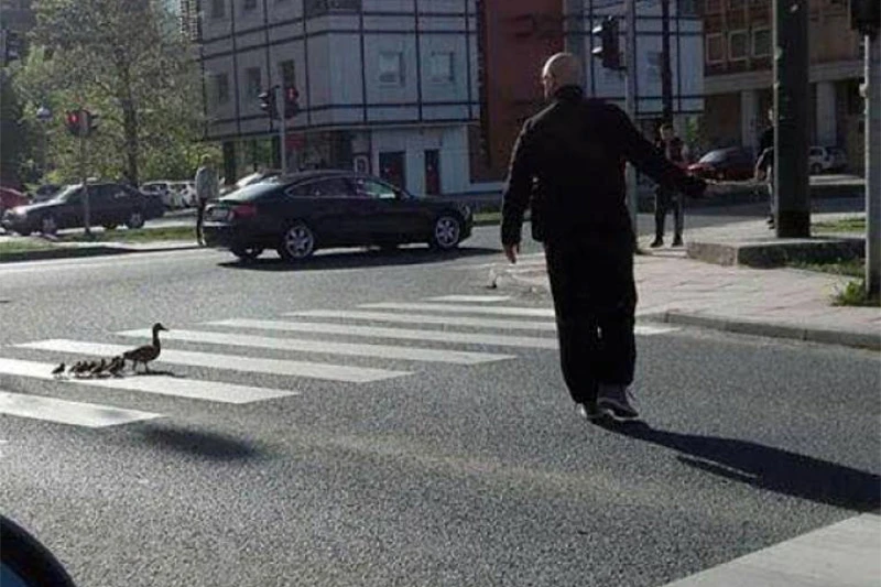 Pačja obitelj prošetala centrom Sarajeva