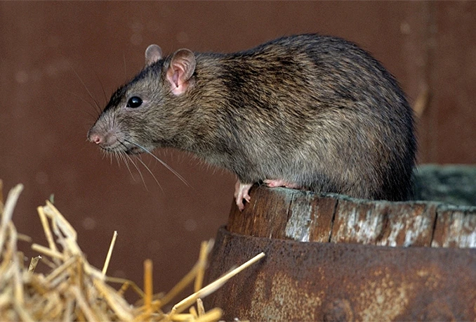 Očekuje se epidemija - BiH prijeti mišija groznica