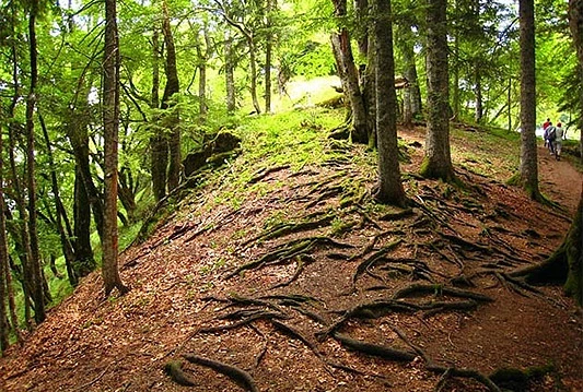 Prašuma Perućica nominirana za upis na Tentativnu listu UNESCO-a