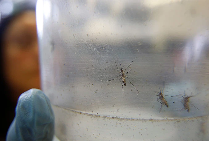 Zika virus uništava gospodarstvo Latinske Amerike 