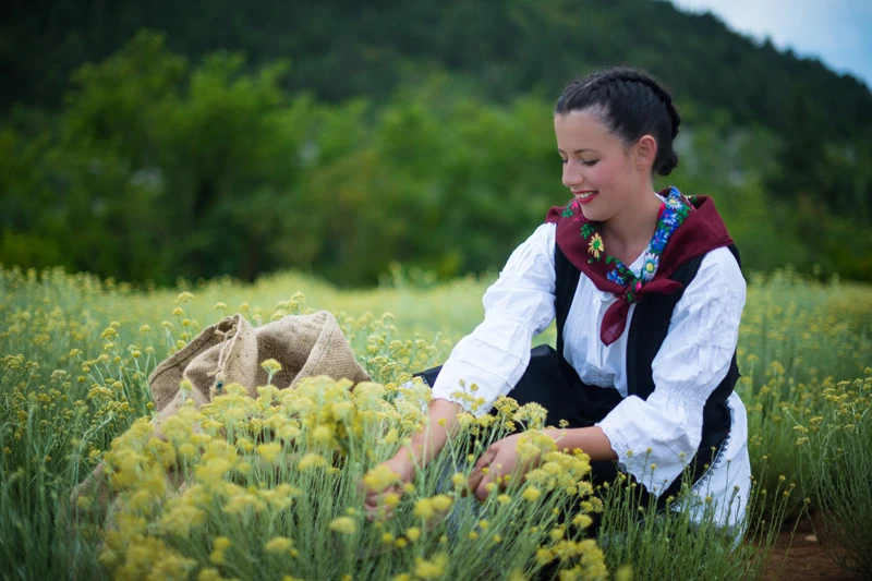 Smilje iz Hercegovine pomlađivat će Azijce