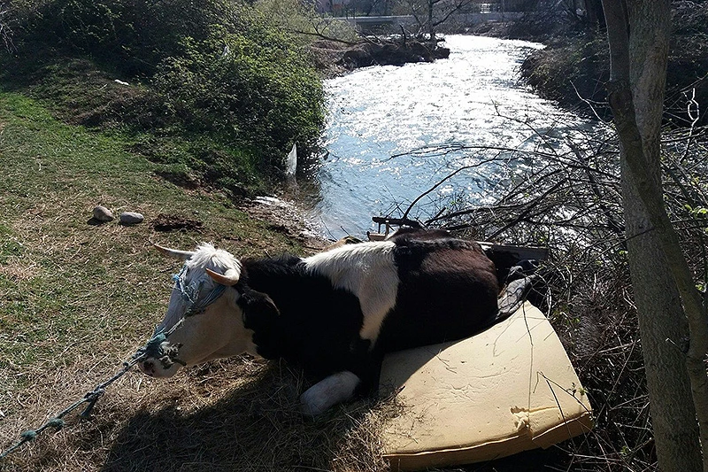 Spasili kravu iz Radobolje
