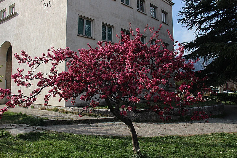 Stiglo proljeće: Mostar u cvatu