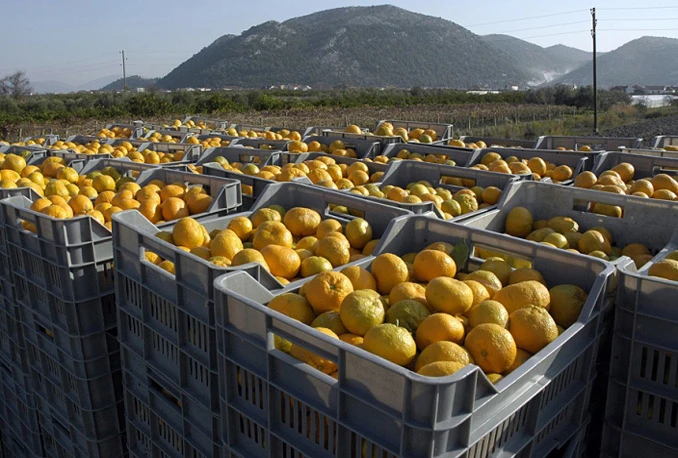 VIDEO | Dolina Neretve - prijestolnica mandarina