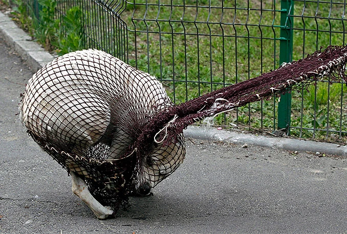 Unatoč azilu, čopori pasa lutalica na ulicama