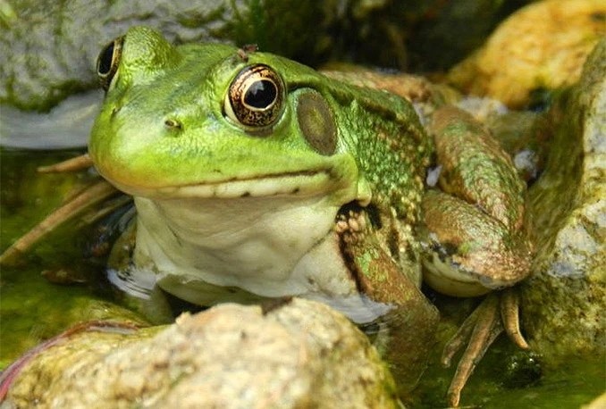 U mrklom mraku žabe vide u boji 