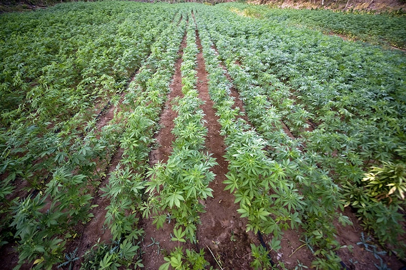 Marihuana otvara 300.000 radnih mjesta