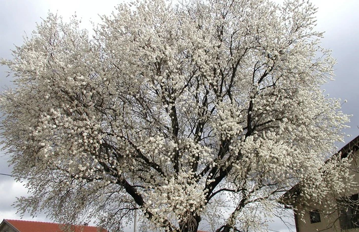 U Čapljini procvjetali bademi, šljive i marelice