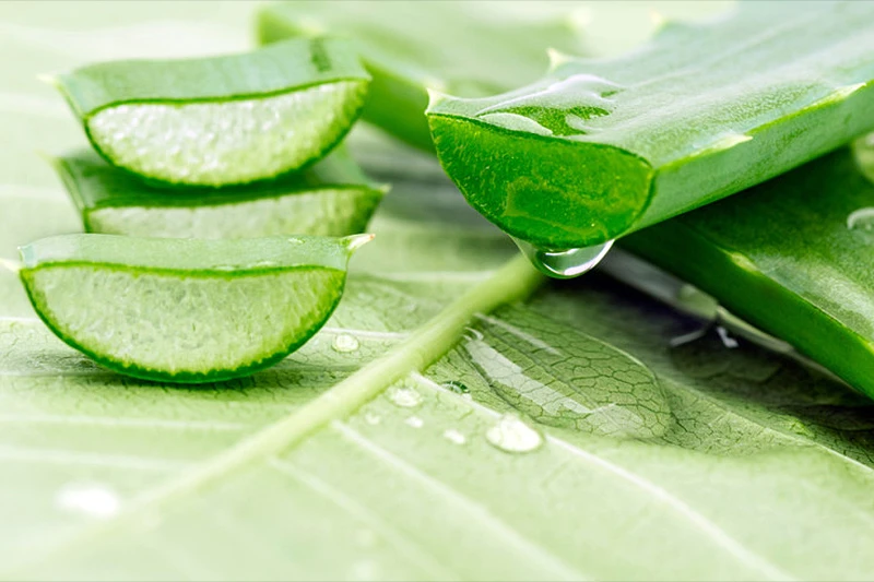 Aloe Vera: Skrivene tajne ljekovite biljke