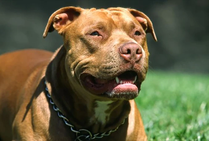Pit bull napao djevojčicu i psića u središtu Mostara?